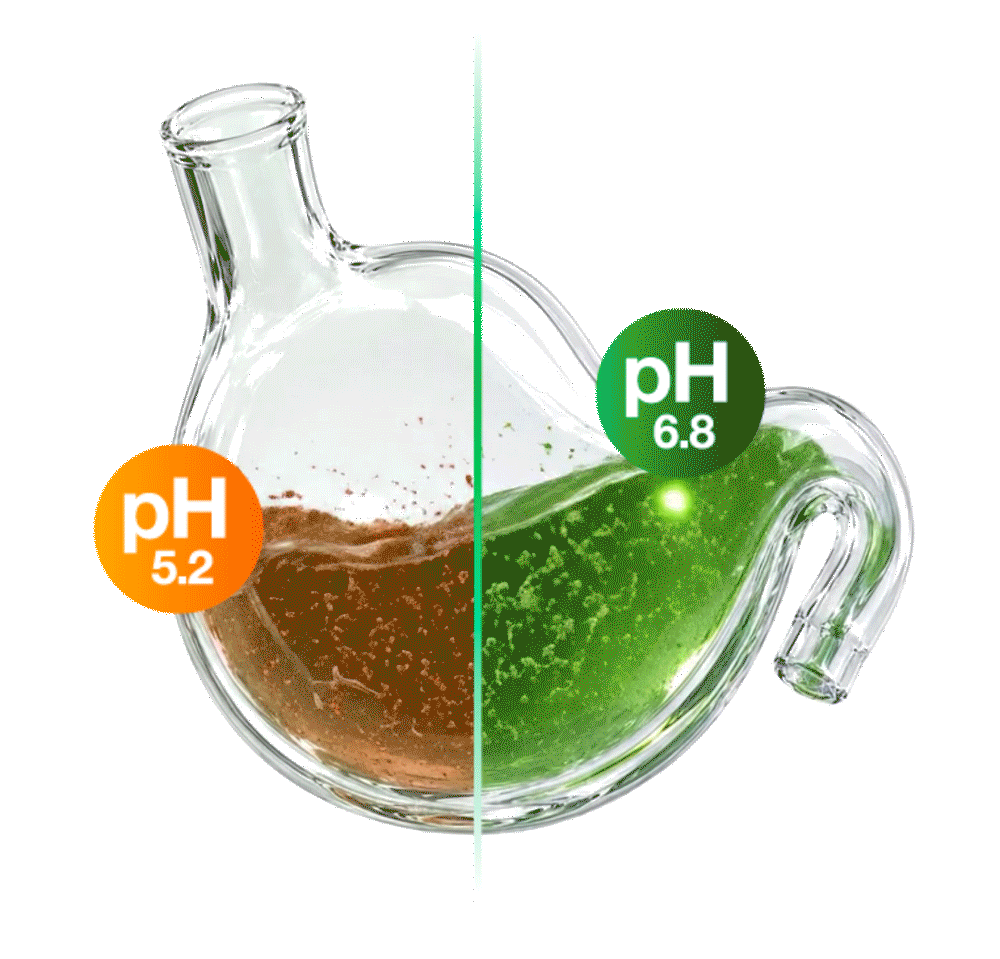 Estómago animado con contenido ruminal: sin RumiGen (naranja, pH 5.2) versus con RumiGen (verde, pH 6.8)