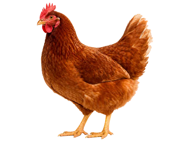 Aves