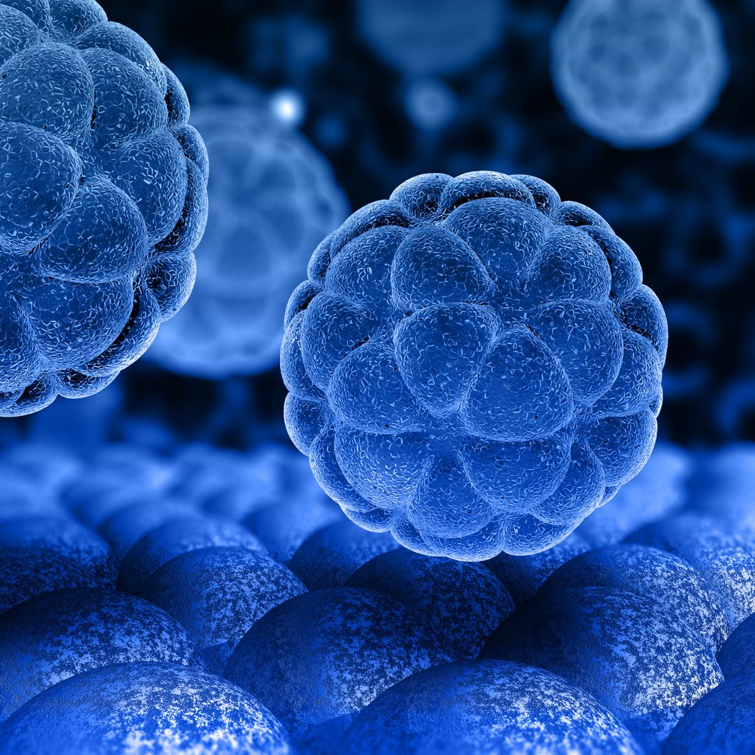 Microorganismos esféricos del rumen vistos al microscopio